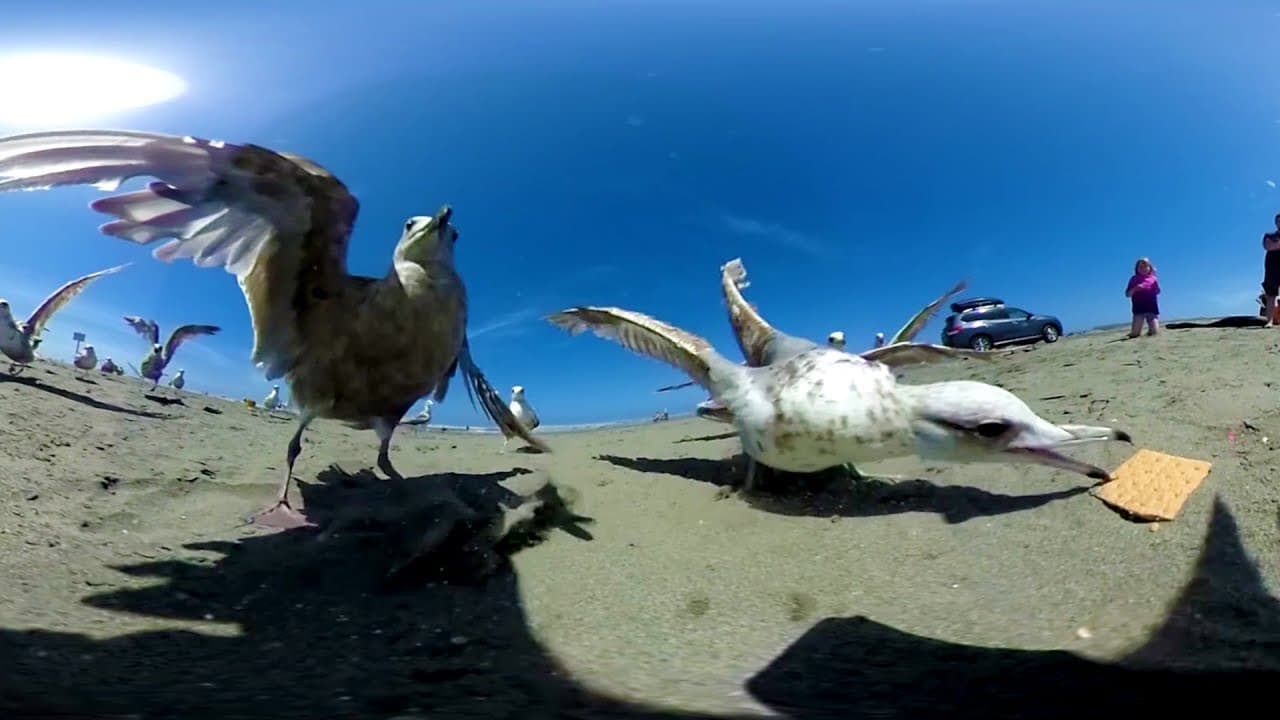Fun At the Beach in 360 using the Ricoh Theta! CRAZY SEAGULLS! :)